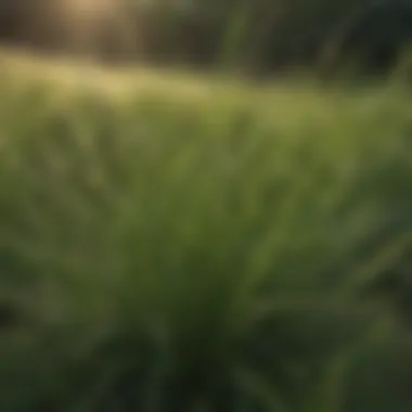 Magnificent Understanding Tahoma 31 Bermuda Grass Seed: A Comprehensive Guide Magnificent Understanding Tahoma 31 Bermuda Grass Seed: A Comprehensive Guide