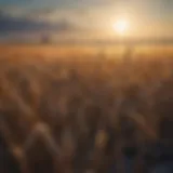 Awnless winter wheat field under a clear blue sky