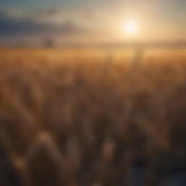 Awnless Winter Wheat Field Awnless winter wheat field under a clear blue sky