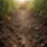 Healthy soil enriched with beneficial microbes