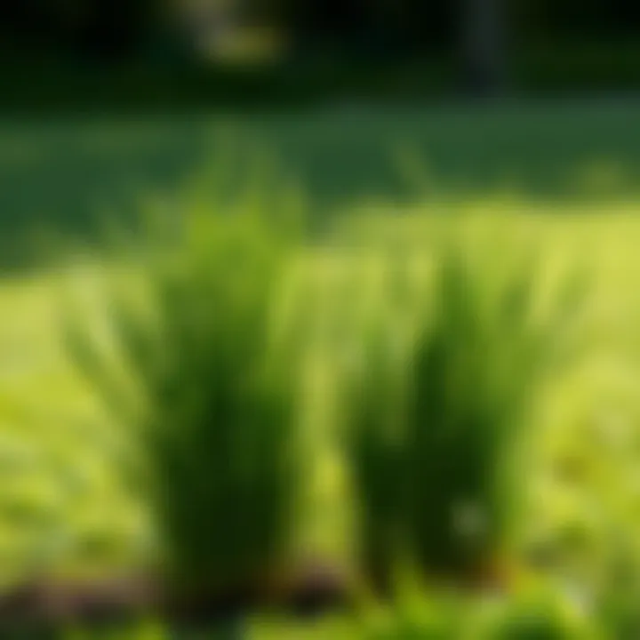 Comparison of Grass Varieties Comparison of Bermuda and Zoysia grass varieties