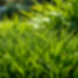 Lush Bermuda Zoysia Grass Lush Bermuda Zoysia grass in a sunny garden setting