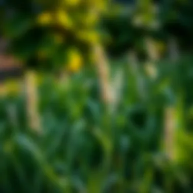 Addressing Common Lawn Challenges in Hot Regions Common lawn challenges in hot climates