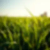 Lush Green Lawn Thriving in Heat Lush green lawn in hot climate