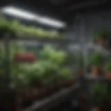 An organized indoor grow cabinet showcasing various plant setups