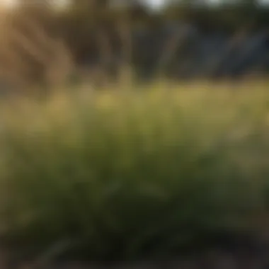 Diverse grass varieties thriving in West Texas
