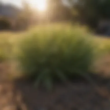 Overview of drought-resistant grass types