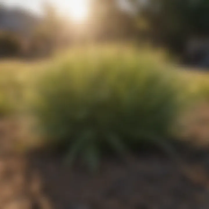Overview of drought-resistant grass types
