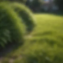 Lush green lawn with targeted weed spots