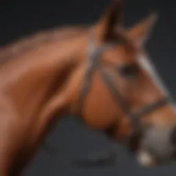 A close-up view of a bitless headstall showcasing its unique design.