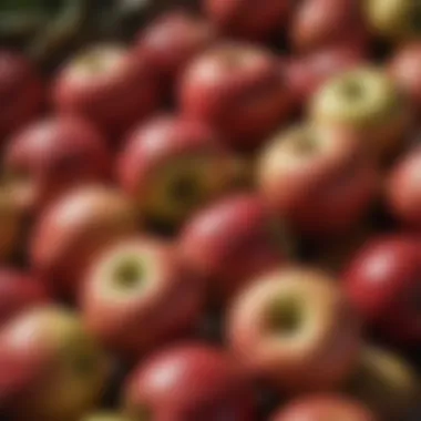 Close-up view of ripe apples ready for harvest in Botkins
