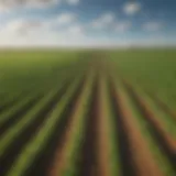 Soybean field under a clear sky