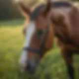 A serene horse grazing in a lush green pasture