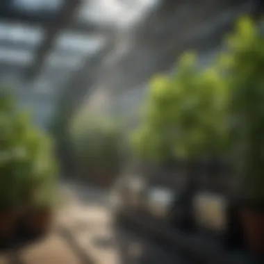 CO2 Generators in Hydroponics: Enhancing Plant Growth Performance Summary CO2 Generators in Hydroponics: Enhancing Plant Growth Performance Summary