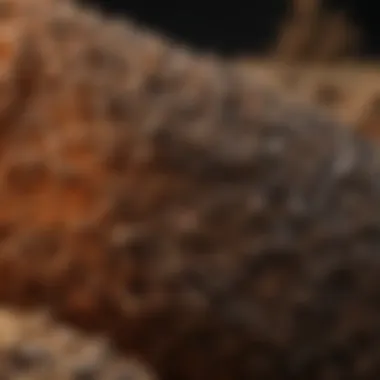 Exploring the Fibrous Structure of Cocopit Cocopit texture showcasing its fibrous structure