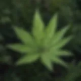 Close-up of a common Texas weed with distinctive leaf patterns