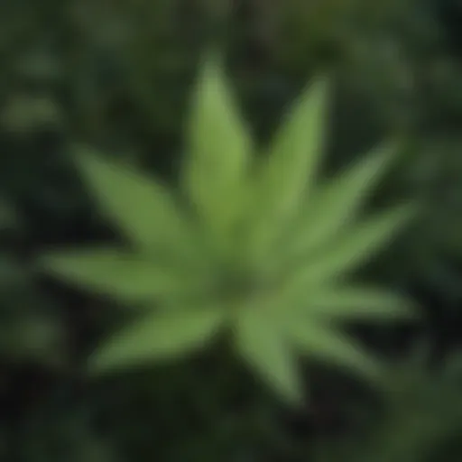 Close-up of a common Texas weed with distinctive leaf patterns