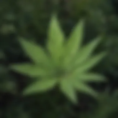 Distinctive Leaf Patterns of Texas Weeds Close-up of a common Texas weed with distinctive leaf patterns
