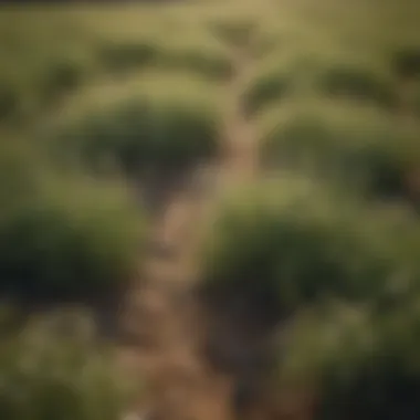 Overview of a Texas field infested with invasive weeds