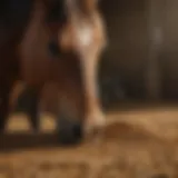 Collection of high-quality horse feed