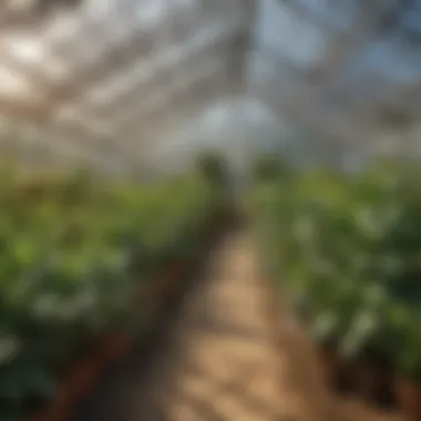 Thriving Plants Under Shade Cloth Protection Healthy plants thriving under the protection of shade cloth in a small greenhouse.