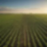 Vibrant soybean fields under a clear blue sky