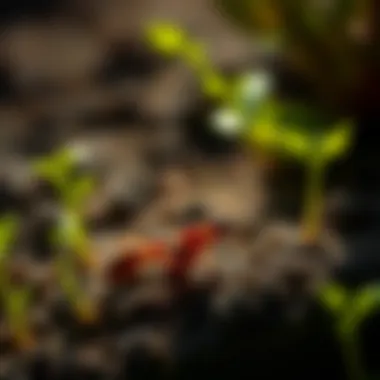 Chemical treatments used in termite prevention