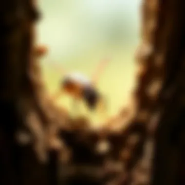 Risk assessment strategies for termite threats