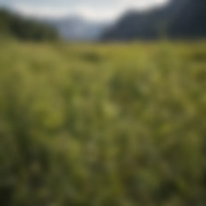 An infographic illustrating the ecological impact of ragweed on local biodiversity.