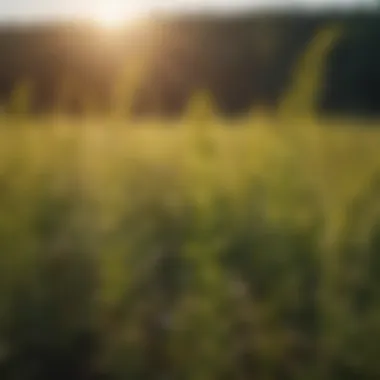 A visual comparison of traditional vs. modern ragweed management strategies in agriculture.