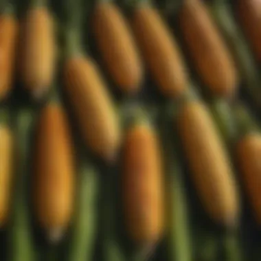 Case study showcasing corn charts in practical agricultural applications