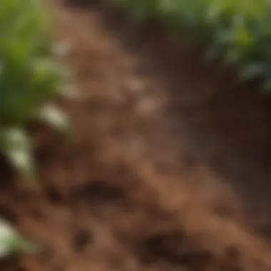 Diverse Crops Grown in Coco Peat Illustration of various crops thriving in coco peat soil mixture