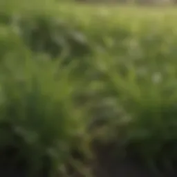 A close-up of a lush green grass patch contrasting with a cluster of weeds