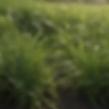 A close-up of a lush green grass patch contrasting with a cluster of weeds