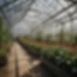 Interior view of a double-walled polycarbonate greenhouse showcasing plant growth