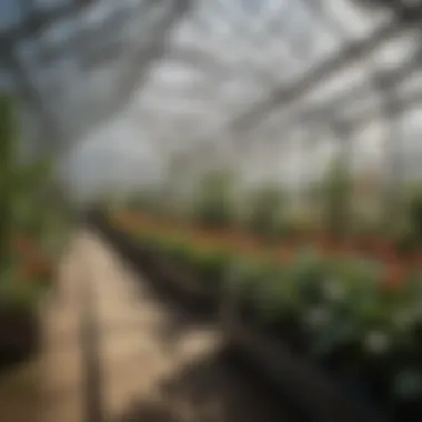 Interior view of a double-walled polycarbonate greenhouse showcasing plant growth