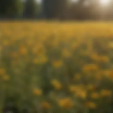 An infographic illustrating the seasonal timeline of pollen allergies and their peak periods