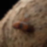 Close-up View of Eastern Subterranean Termite