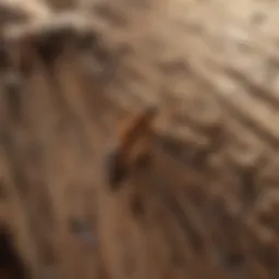 Close-up of termite damage on wood