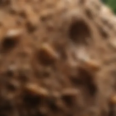 Infographic illustrating termite life cycle