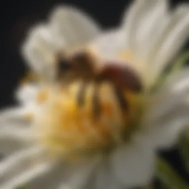 A close-up of a honeybee pollinating a flower