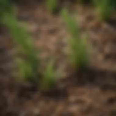 Close-up of common weeds found in pine straw mulch