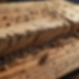 Close-up of termite damage on wooden structure