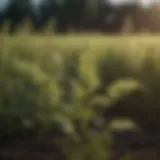 Close-up of pigweed growth among crops