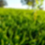 Close-up view of lush emerald zoysia sod showcasing its dense texture and vibrant color.