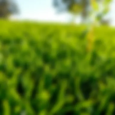 Close-up view of lush emerald zoysia sod showcasing its dense texture and vibrant color.