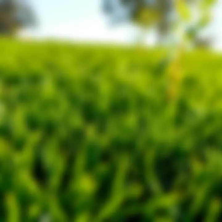 Close-up view of lush emerald zoysia sod showcasing its dense texture and vibrant color.