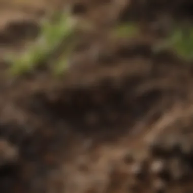 Close-up of soil showing rich texture and nutrients