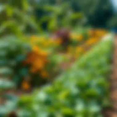 Sustainable Crop Diversity Diverse crops thriving in a sustainable farming environment.