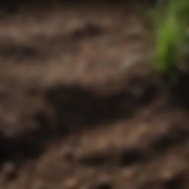 Close-up of rich, dark soil indicating optimal health for grass growth.